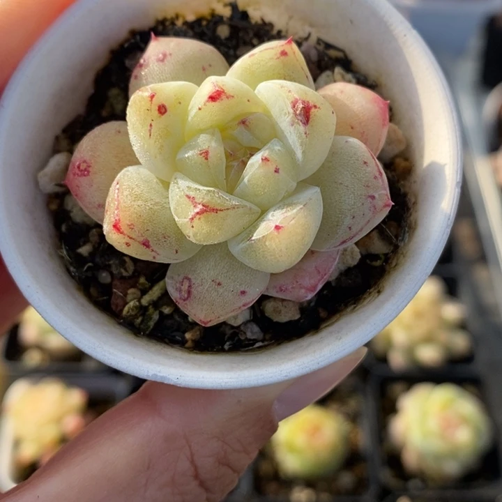 白泽 多肉 1111.19