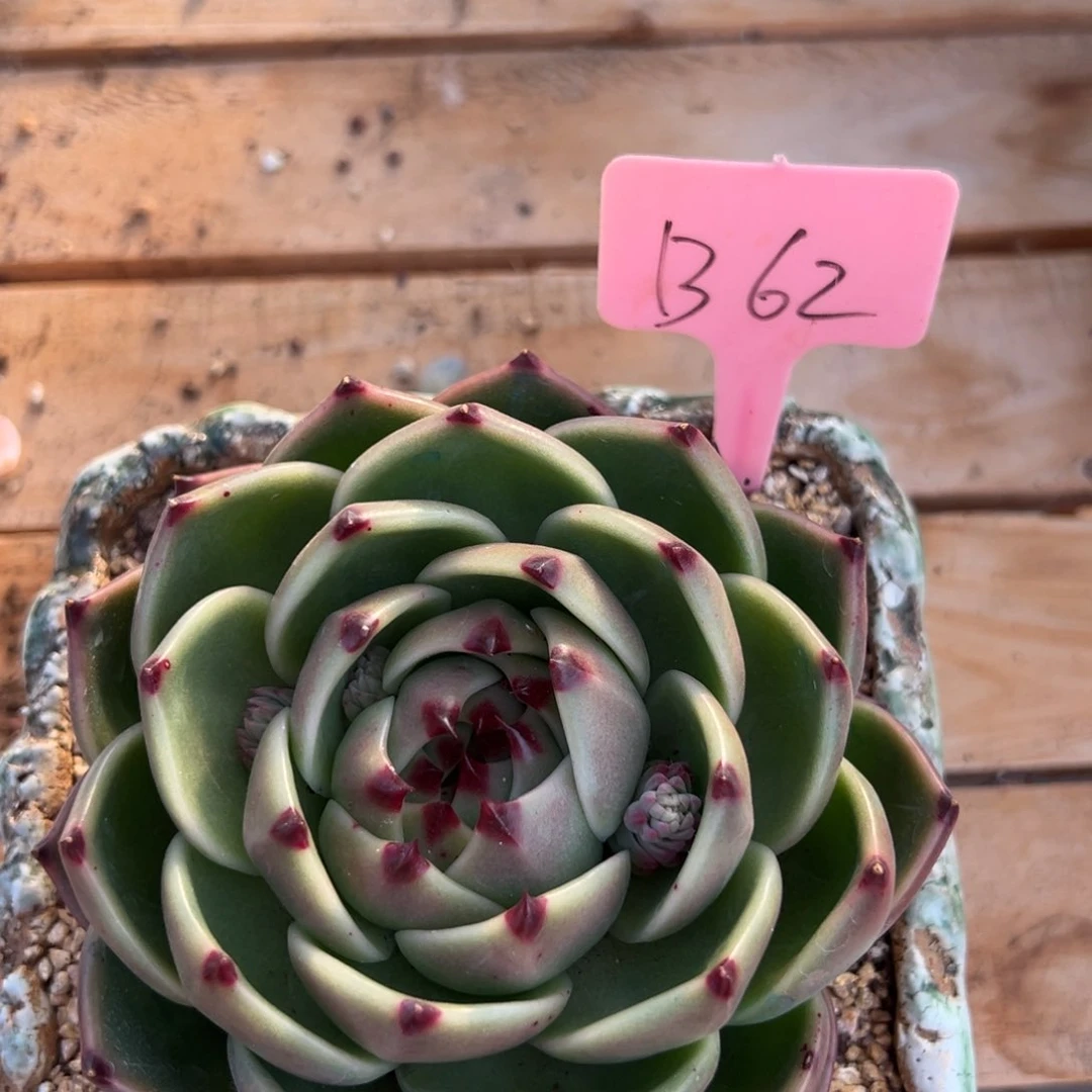 多肉植物一物一拍