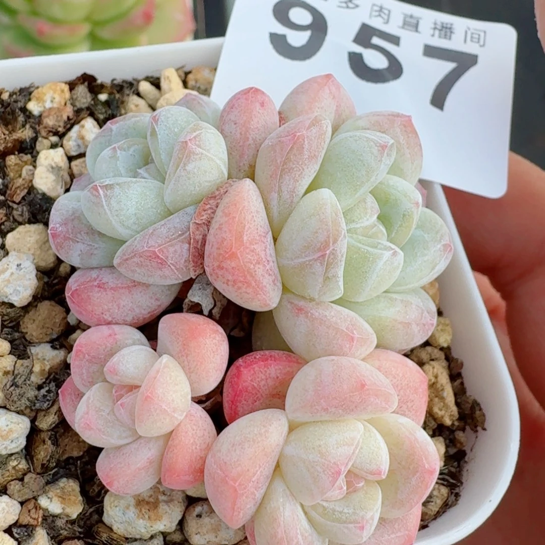 小脸冰玉      愿你一路坦途，乘风破浪展宏图