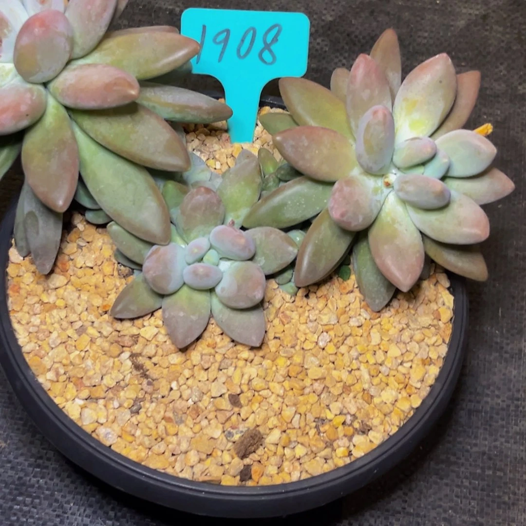 1908下午多肉植物群生