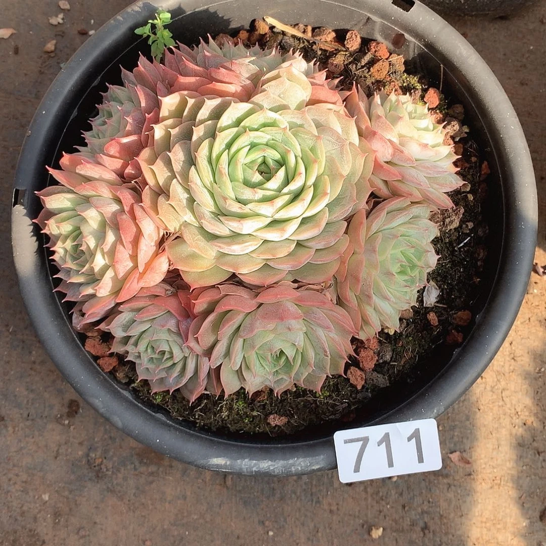 711昂斯诺 一物一拍多肉