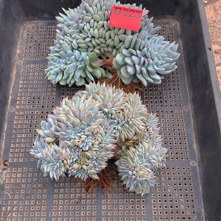 323橙子多肉植物h l