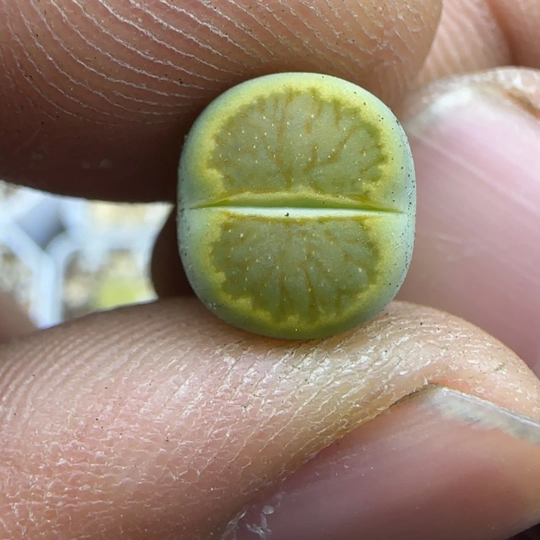 038 生石花大棚直播