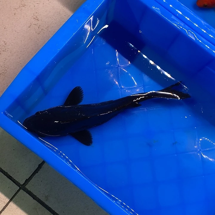 锦鲤在**浪精品龙凤黑龙20公分