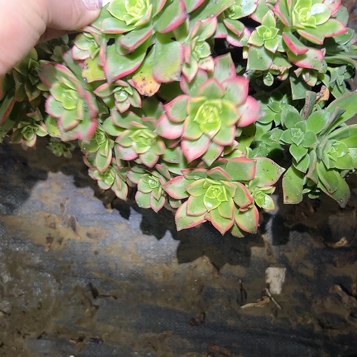 尘*烟多肉法师植物链接98