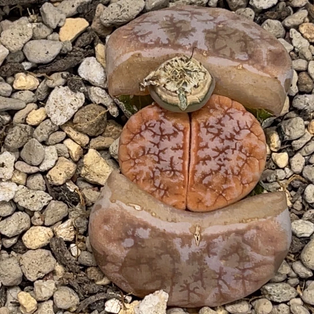 1124拿铁189尺寸新头1.8