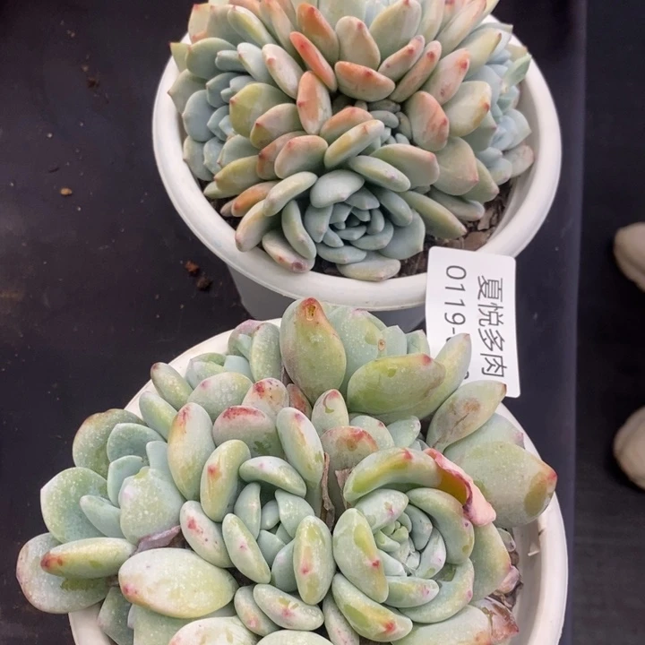 夏悦多肉0119-39冷香2