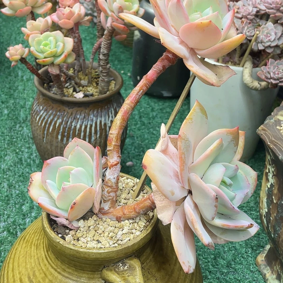 雪凤一物一拍38包邮非偏远