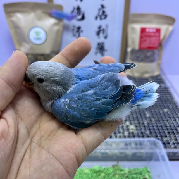 牡丹鹦鹉-精品高纯蓝闪母F61035