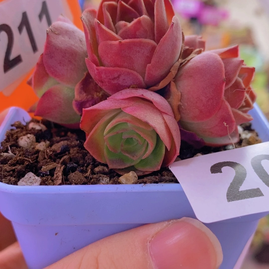 山地玫瑰一物一拍白龙x各种孤品侧芽209