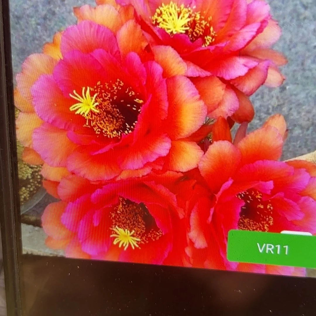 Vr11毛侧牙20包邮36