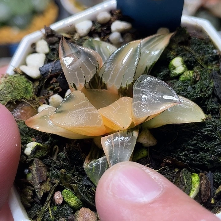 541花影锦特选福利