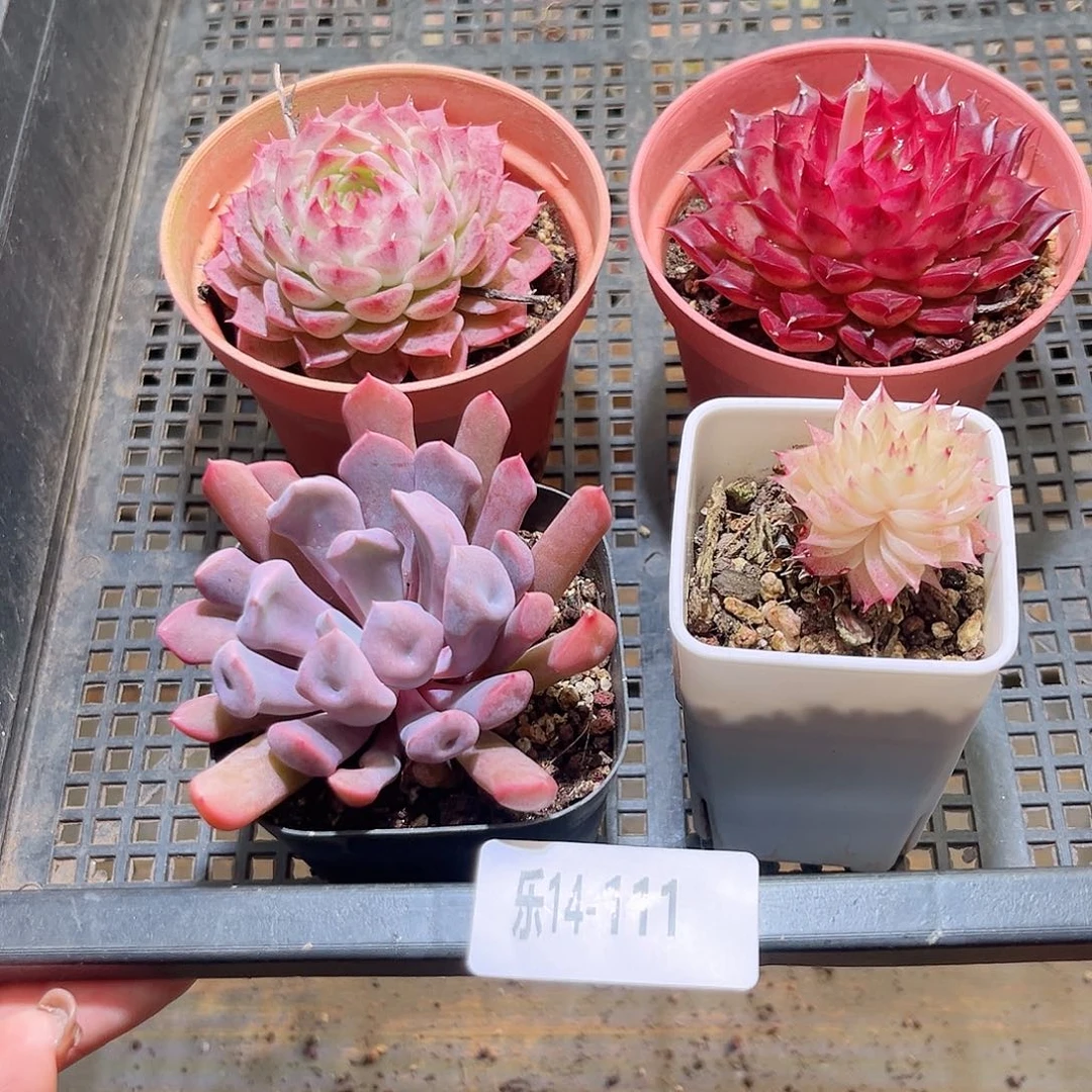 乐14-111 框拍4颗