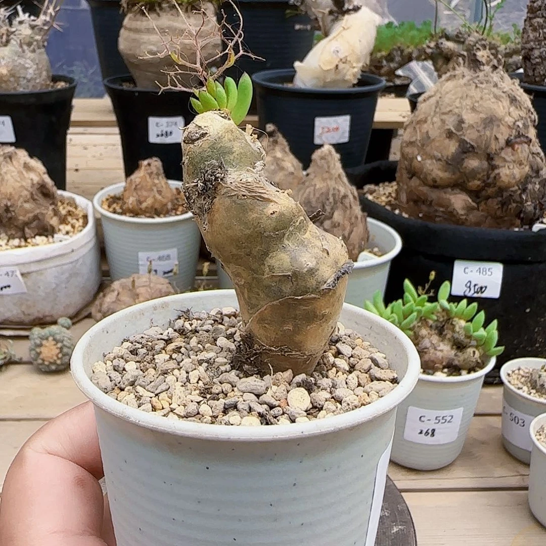 542万物想奇峰锦块根植物