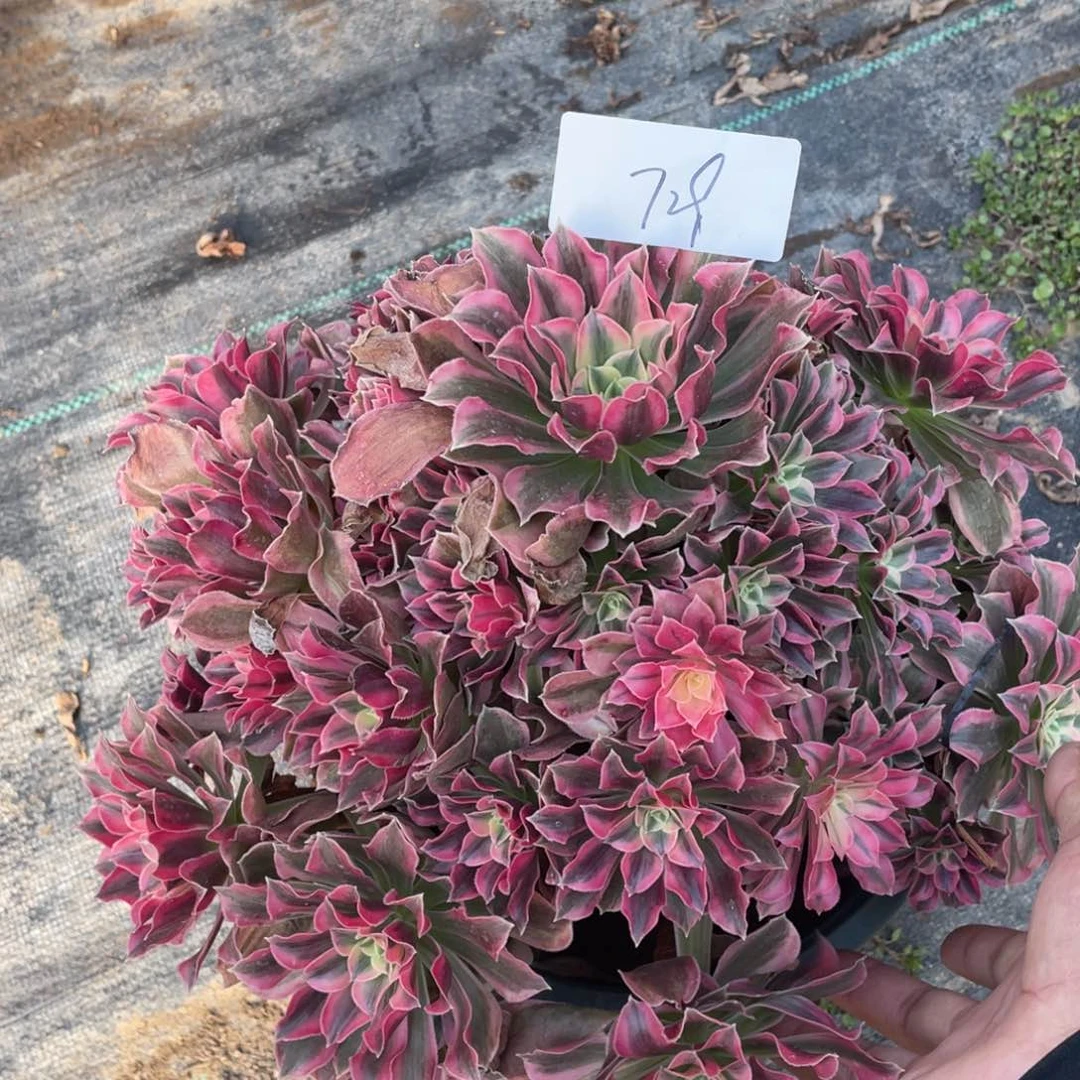 老五多肉72911111