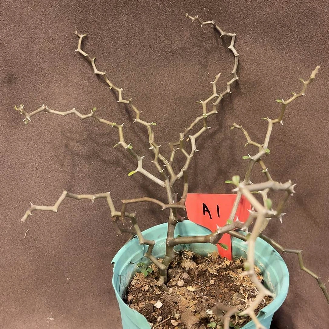 A1弯曲龙福利，潮流植物