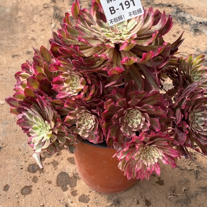 191水墨变异多肉法师福利不包损