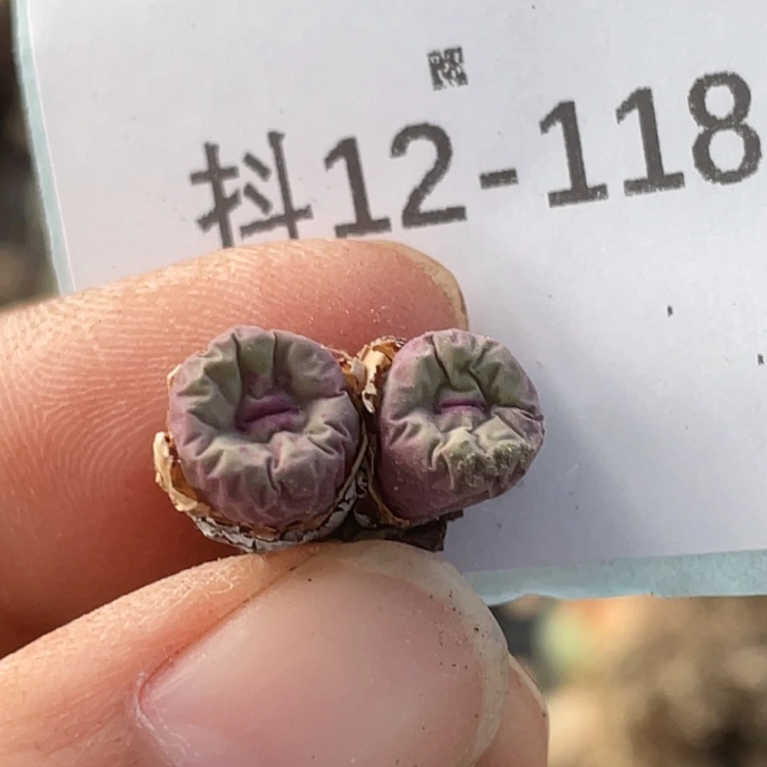 12-118嘴多肉植物肉锥