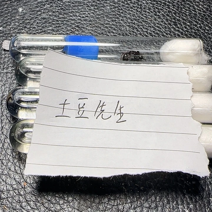 土****蚂蚁工坊大头收获孤后 包活到手