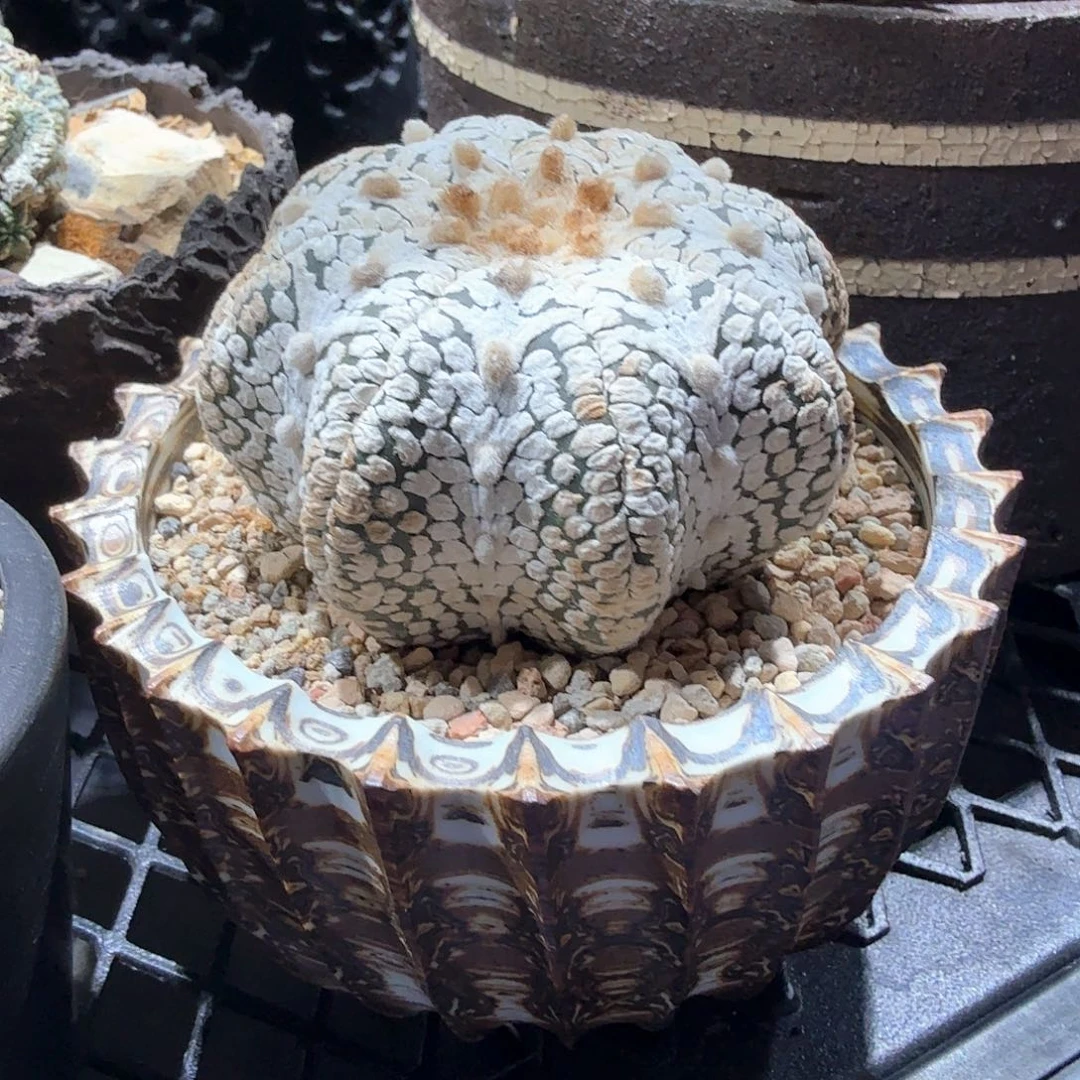兜+盆啊啊啊啊啊啊啊