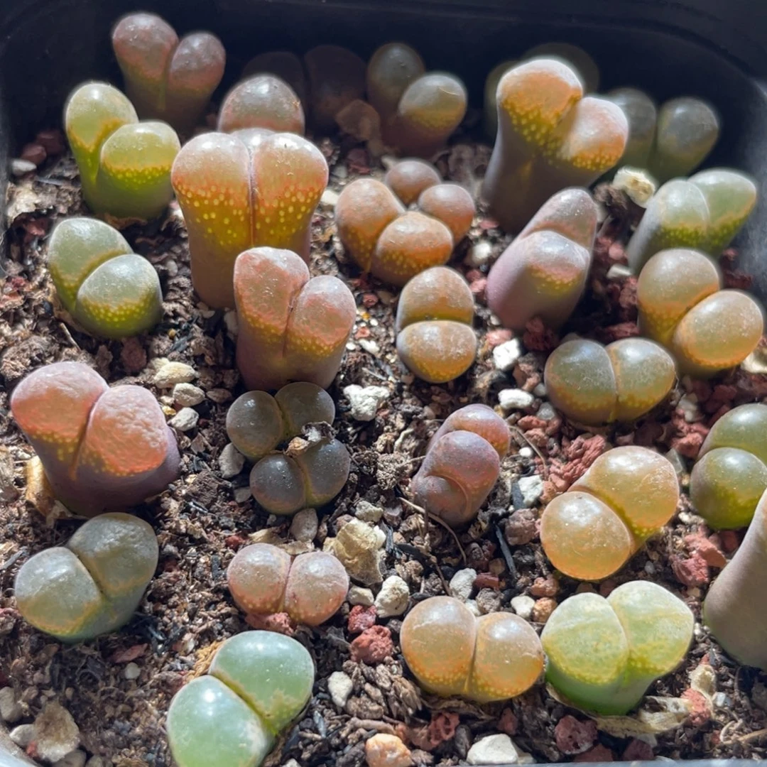 今晚大盆特价更新～28