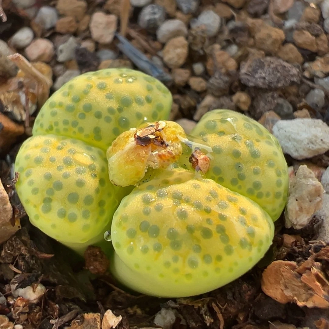 黄金微纹多肉植物百科