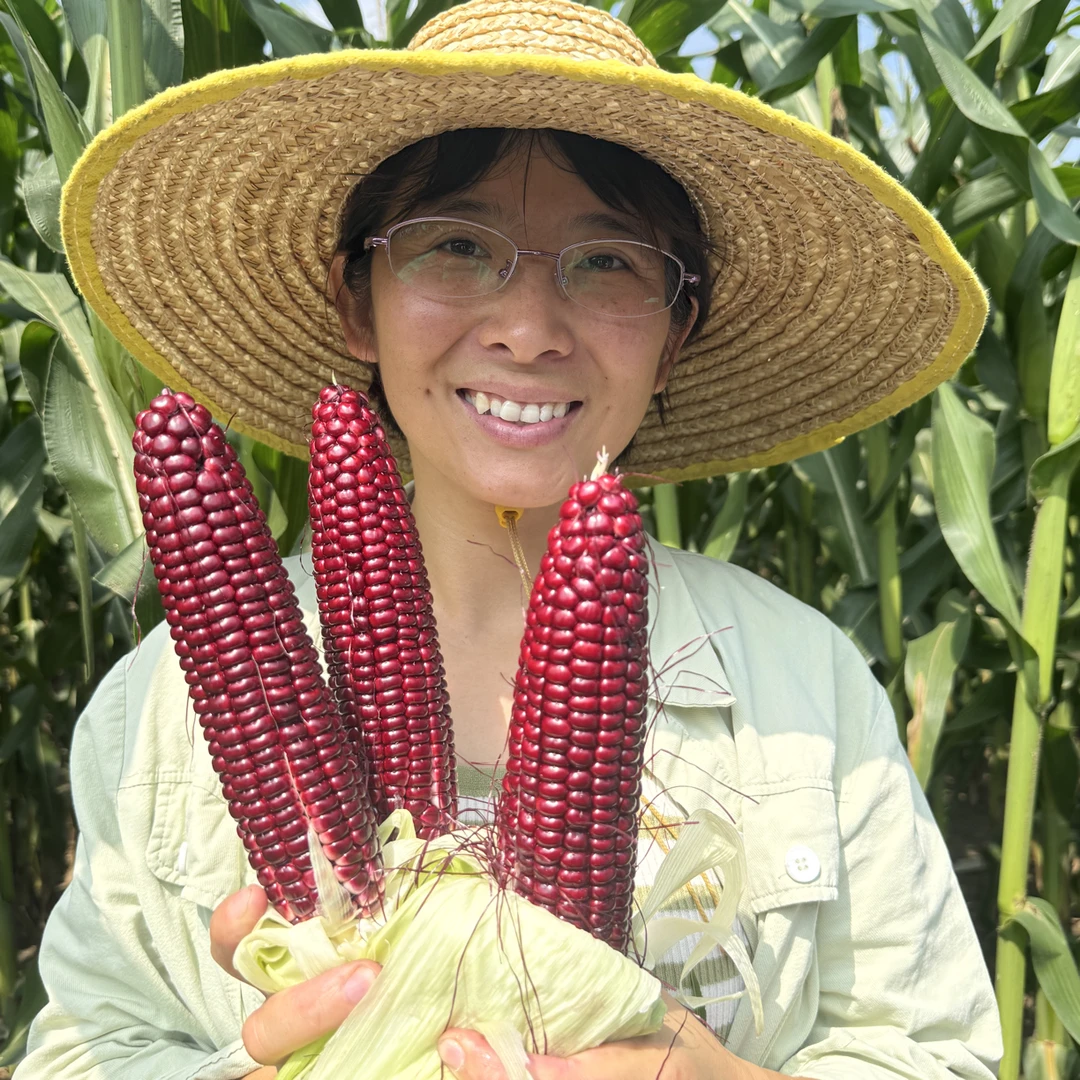 新鲜现摘富含花青素红糯玉米带壳包谷早餐粗粮