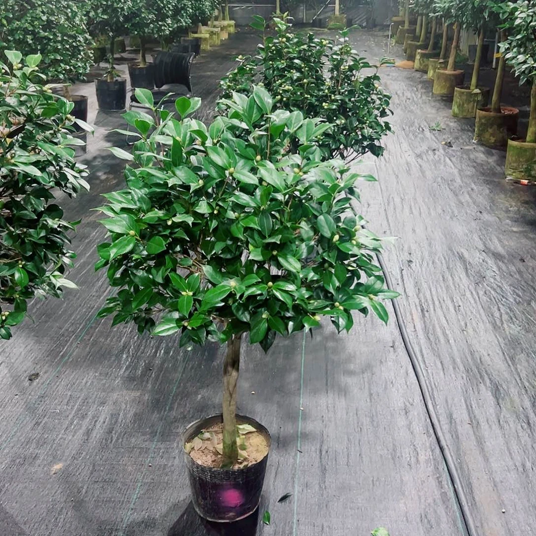 无花朵茶花五色赤丹
