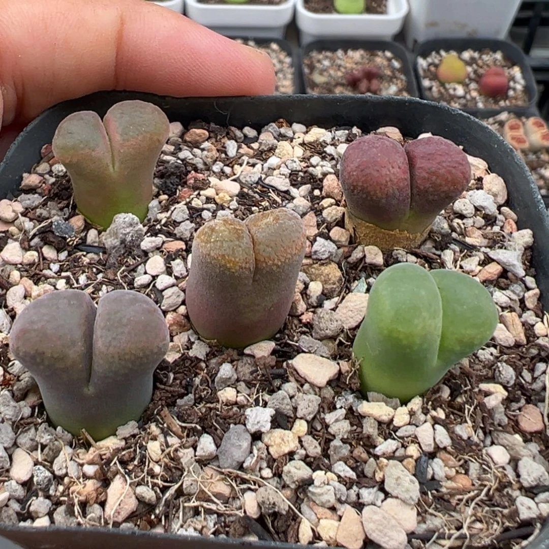 7.30好看的多肉脱土发货441