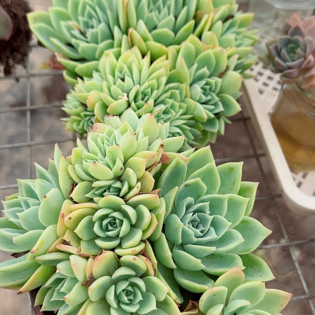 三色堇多头造型精控特价