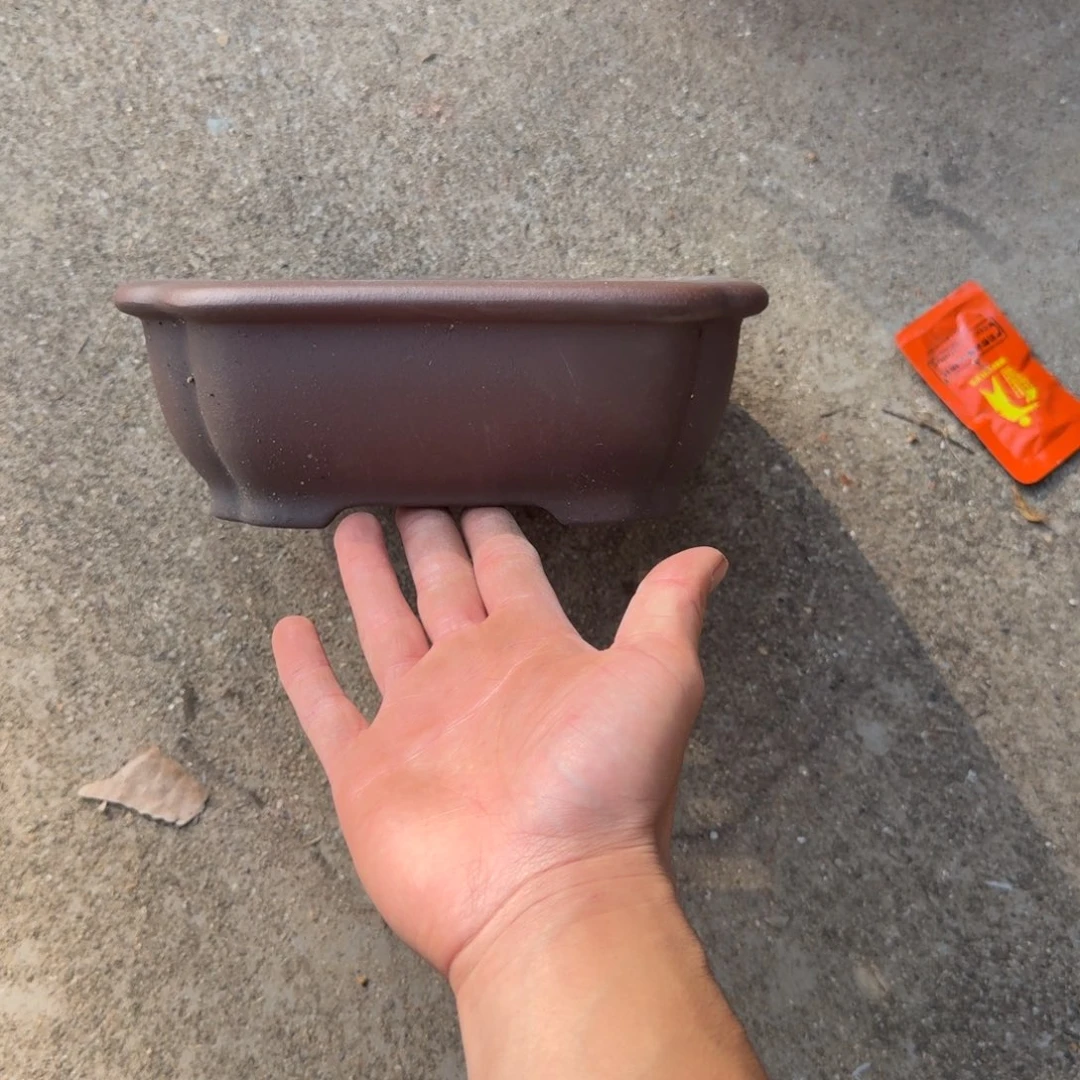紫砂花盆呜呜呜我好