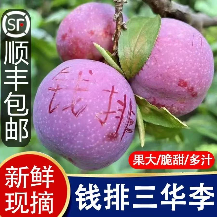 银妃【顺丰速运】正宗广东茂名信宜钱排三华李新鲜应季水果酸脆爽口