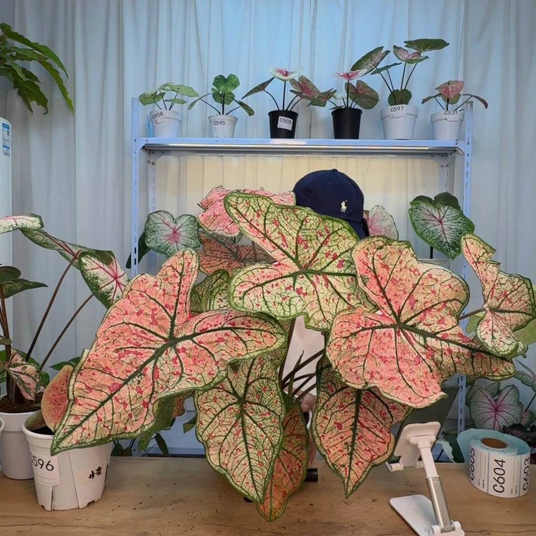 无花朵红酒飞溅   C530