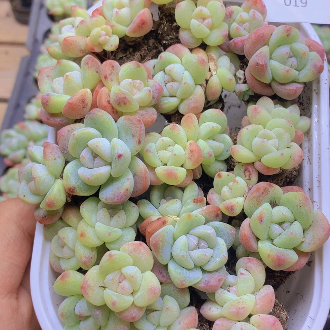 我要去看你了啊我019