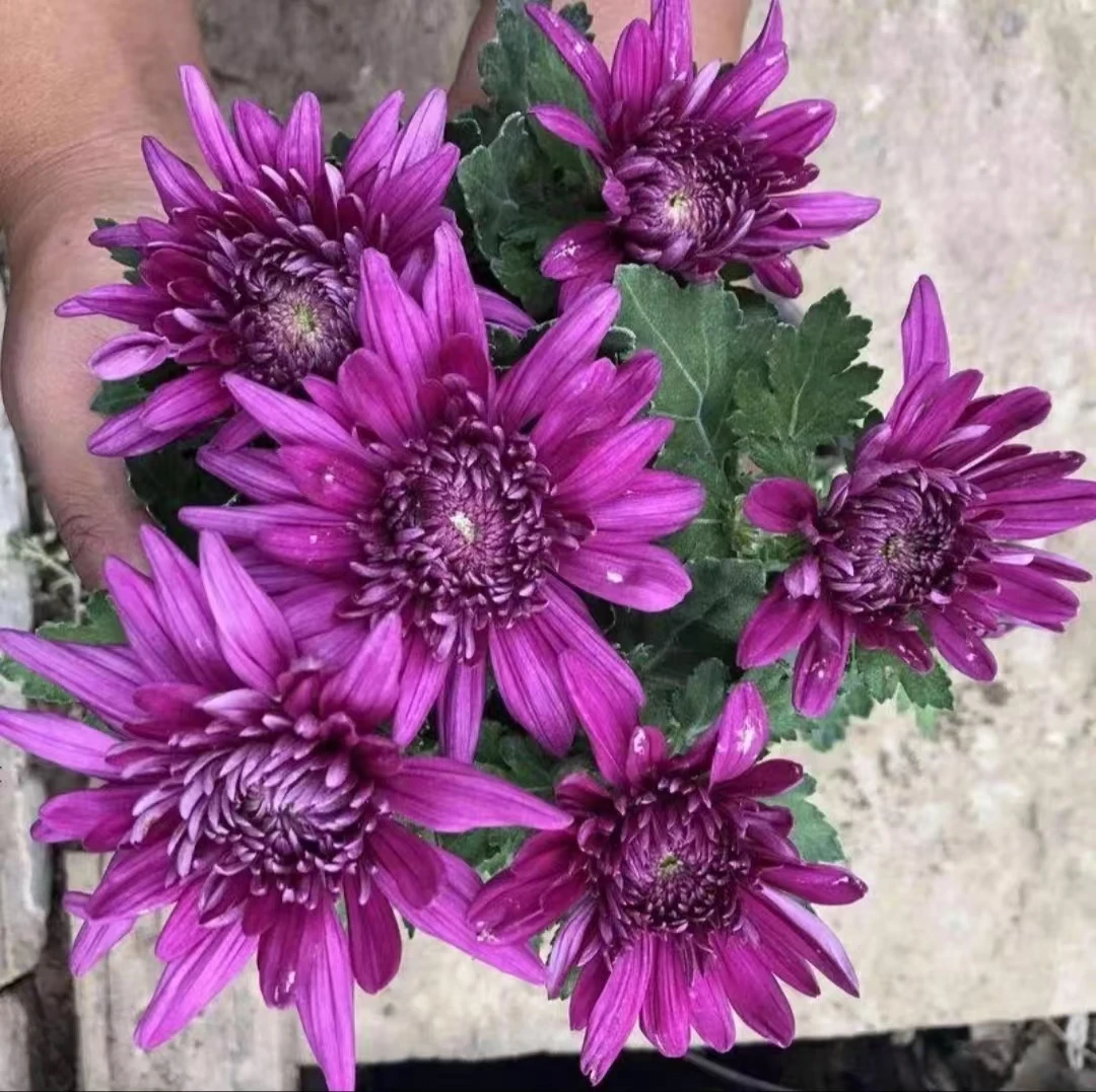 紫芙蓉菊花苗盆栽四季开花耐寒花卉适合室内外阳台种植