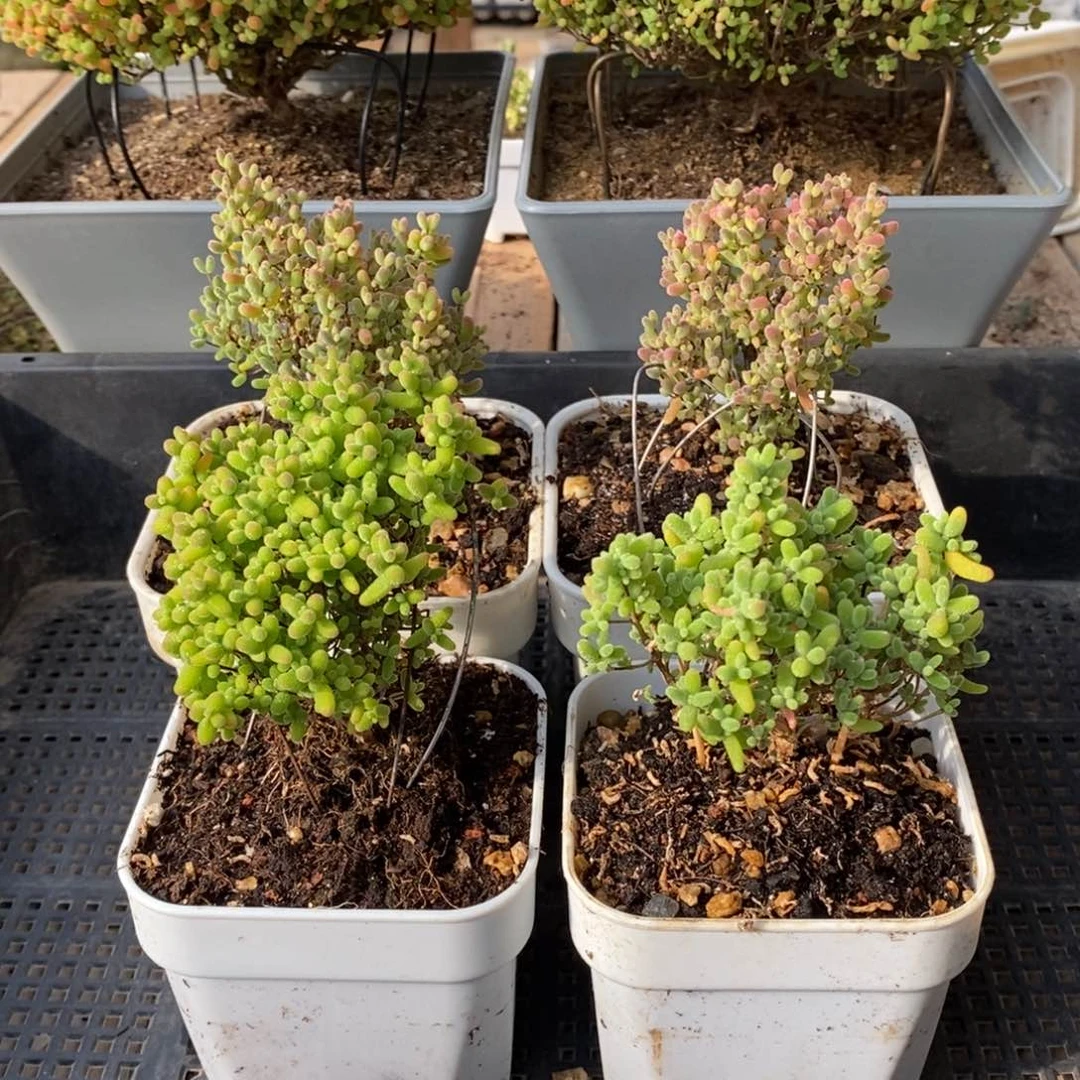 枝干番杏多肉植物161