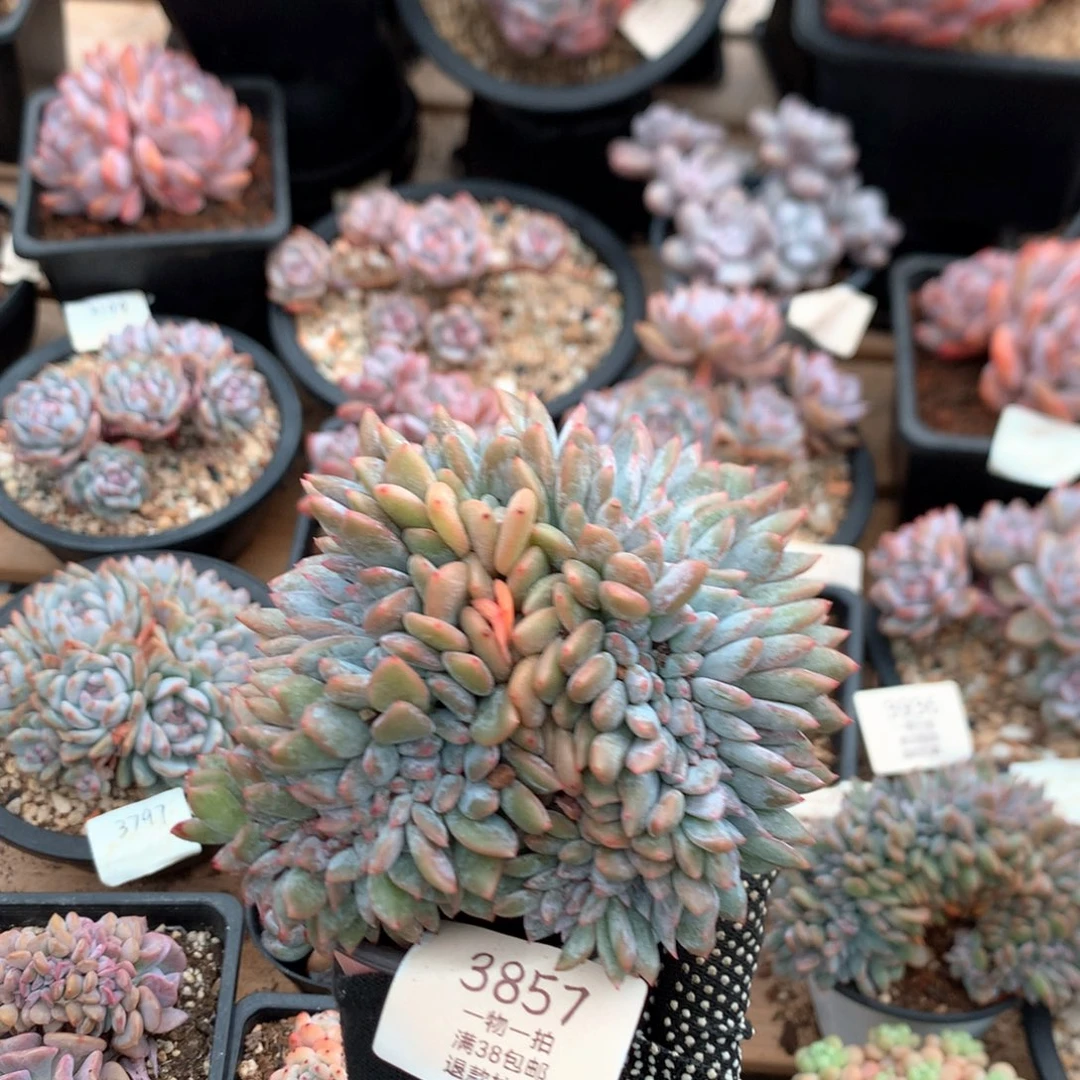 石榴籽盘龙缀有底切3857