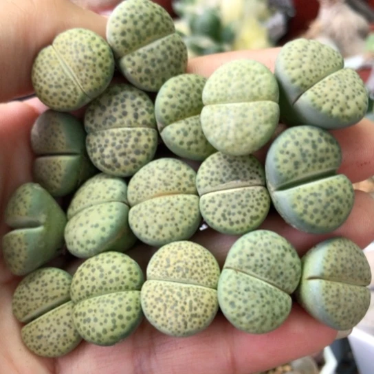 2160，如图一物一拍微微