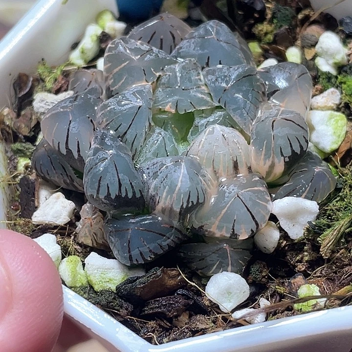 542地泉玉露锦特选福利