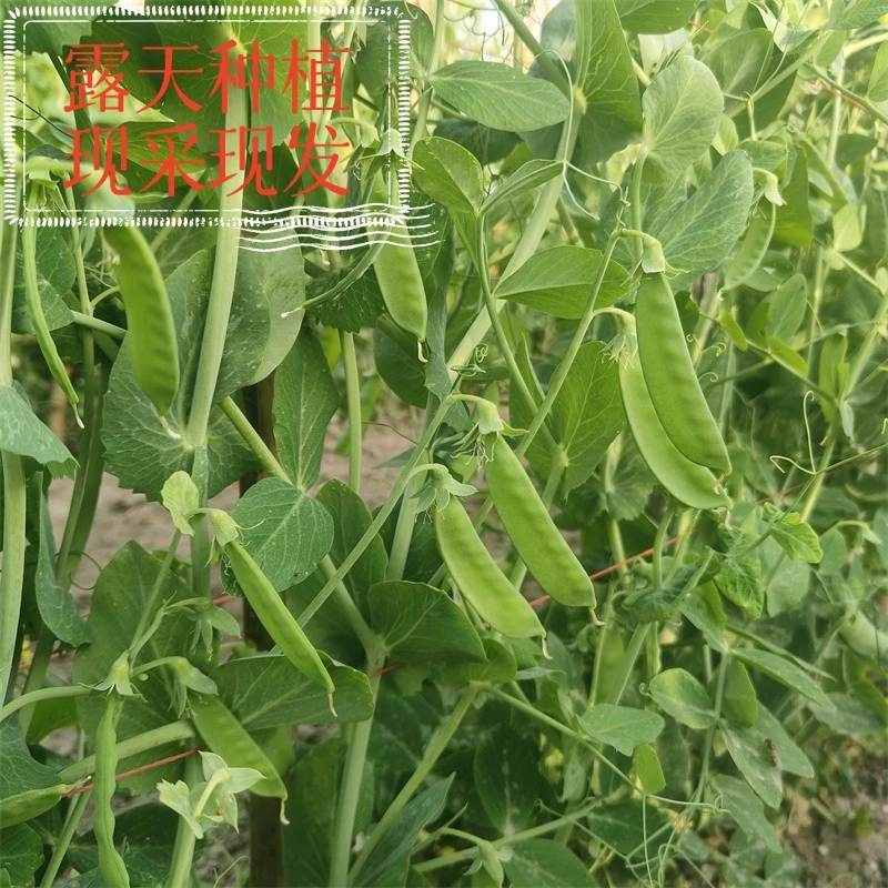苏北农家露天种植甜脆青豆荚荷兰豆新鲜豌豆角豌豆蔬菜荷仁豆类