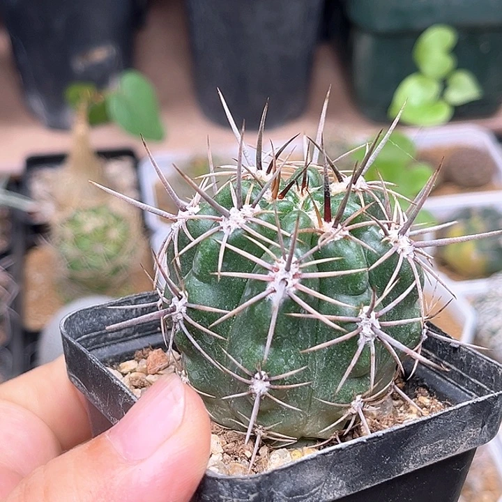 强磁恐龙丸实生球4.7cm
