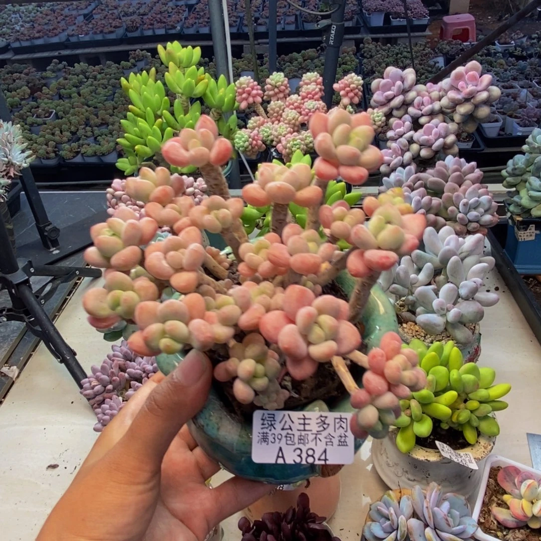 384鱼子酱多肉10cm