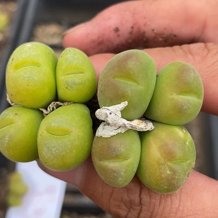 2288两颗一组两颗