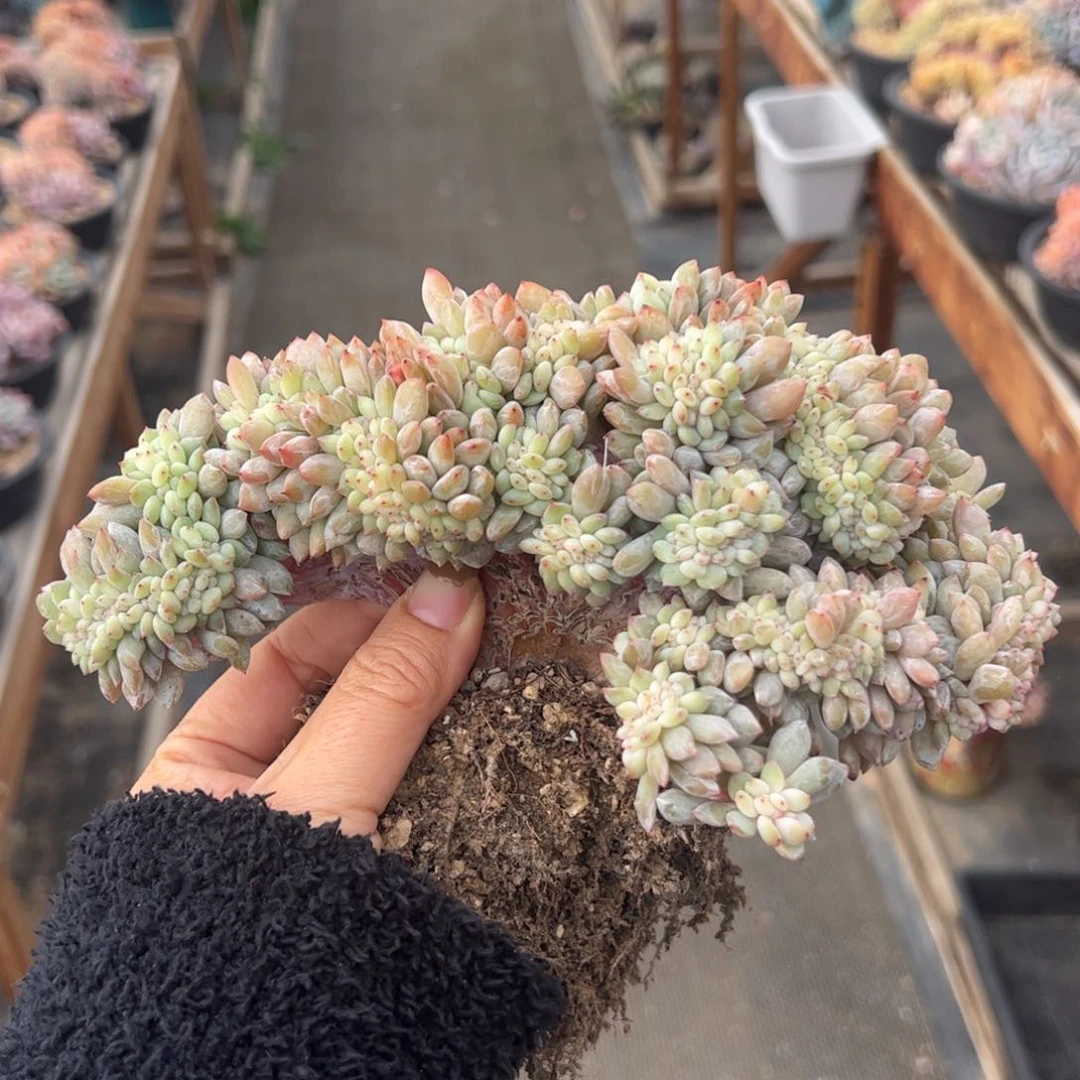 星****醒大鸡腿星影树-星