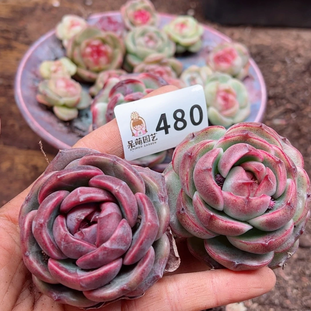 多肉植物多肉植物