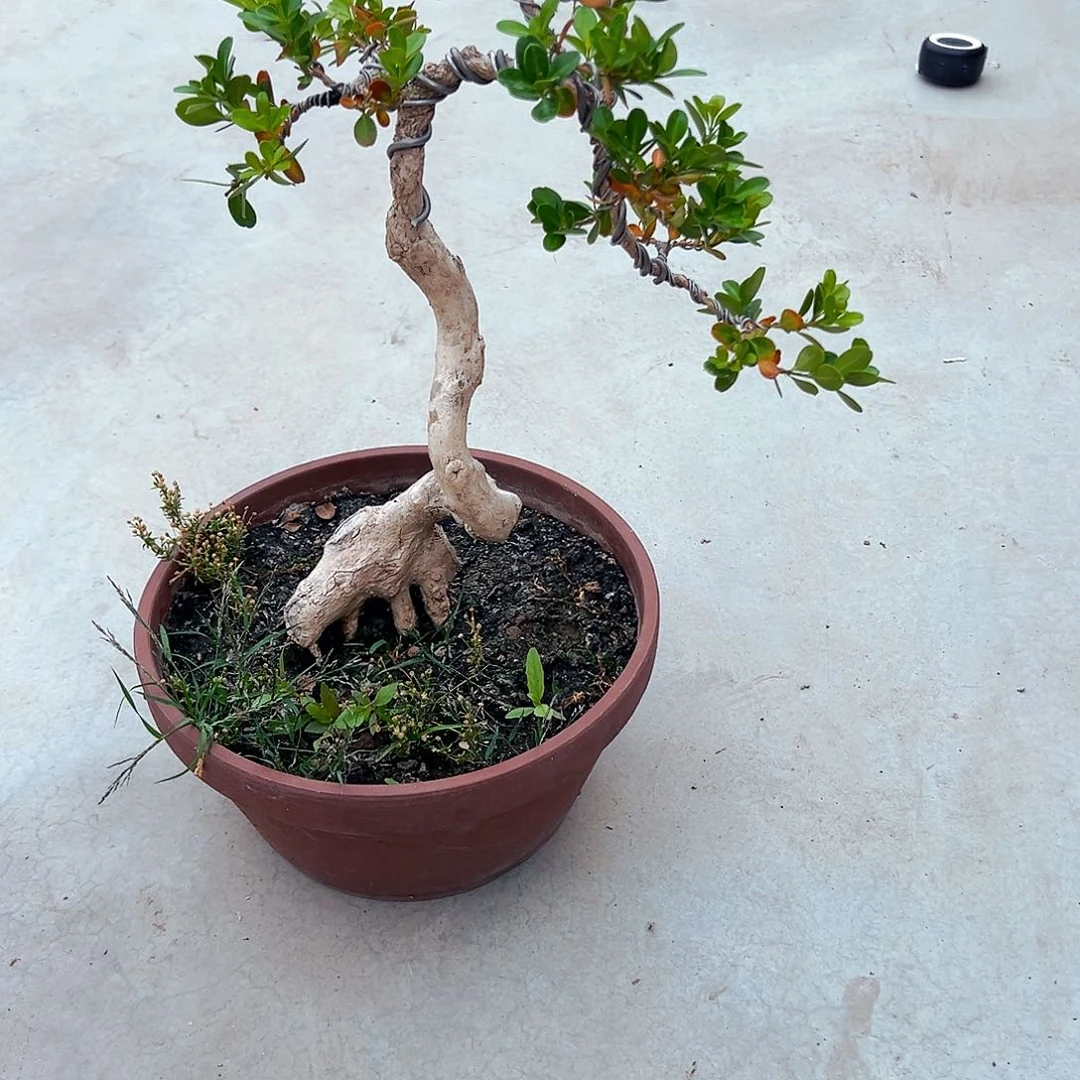 无花朵山*黄杨10年小老桩