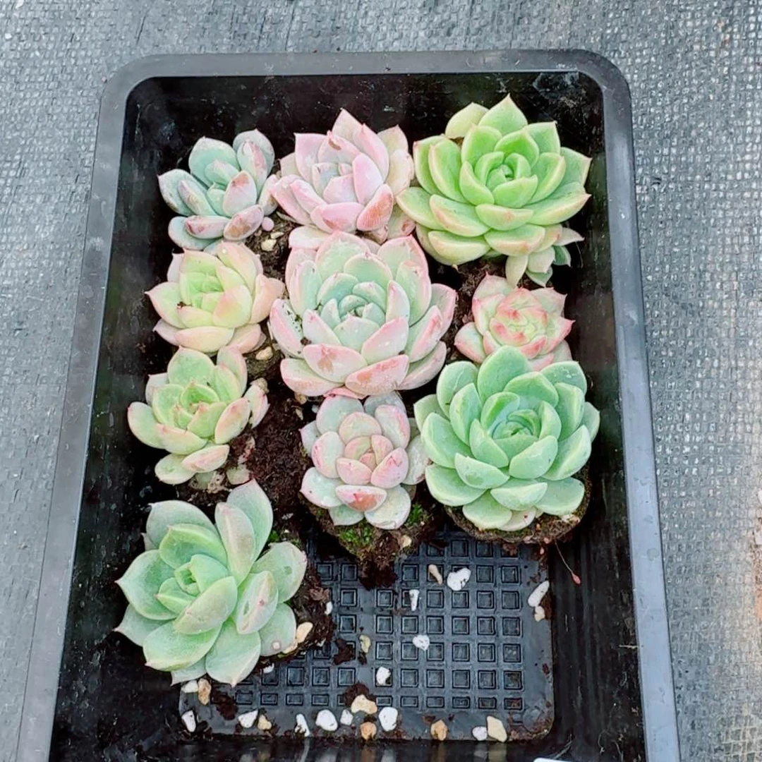 珍妮9颗带编号量拍5-34