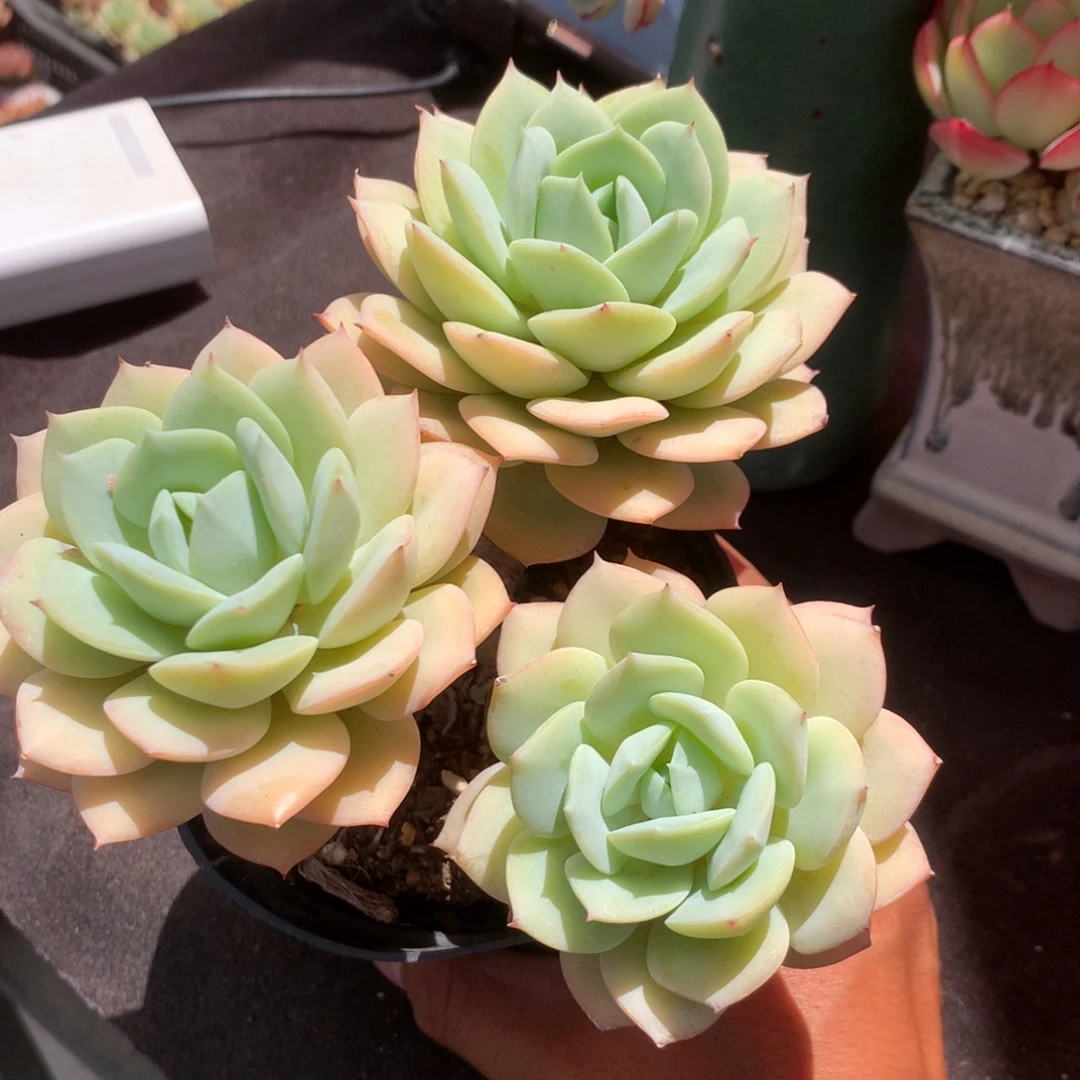 我的朋友在外面的人是