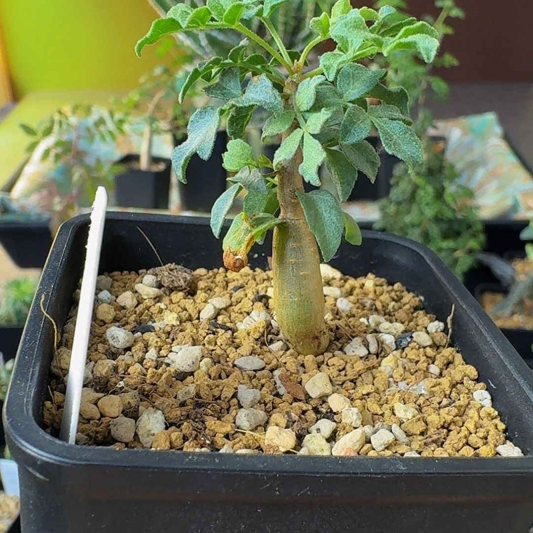 仅一颗 实生羽叶没药带盆土顺丰空运包邮