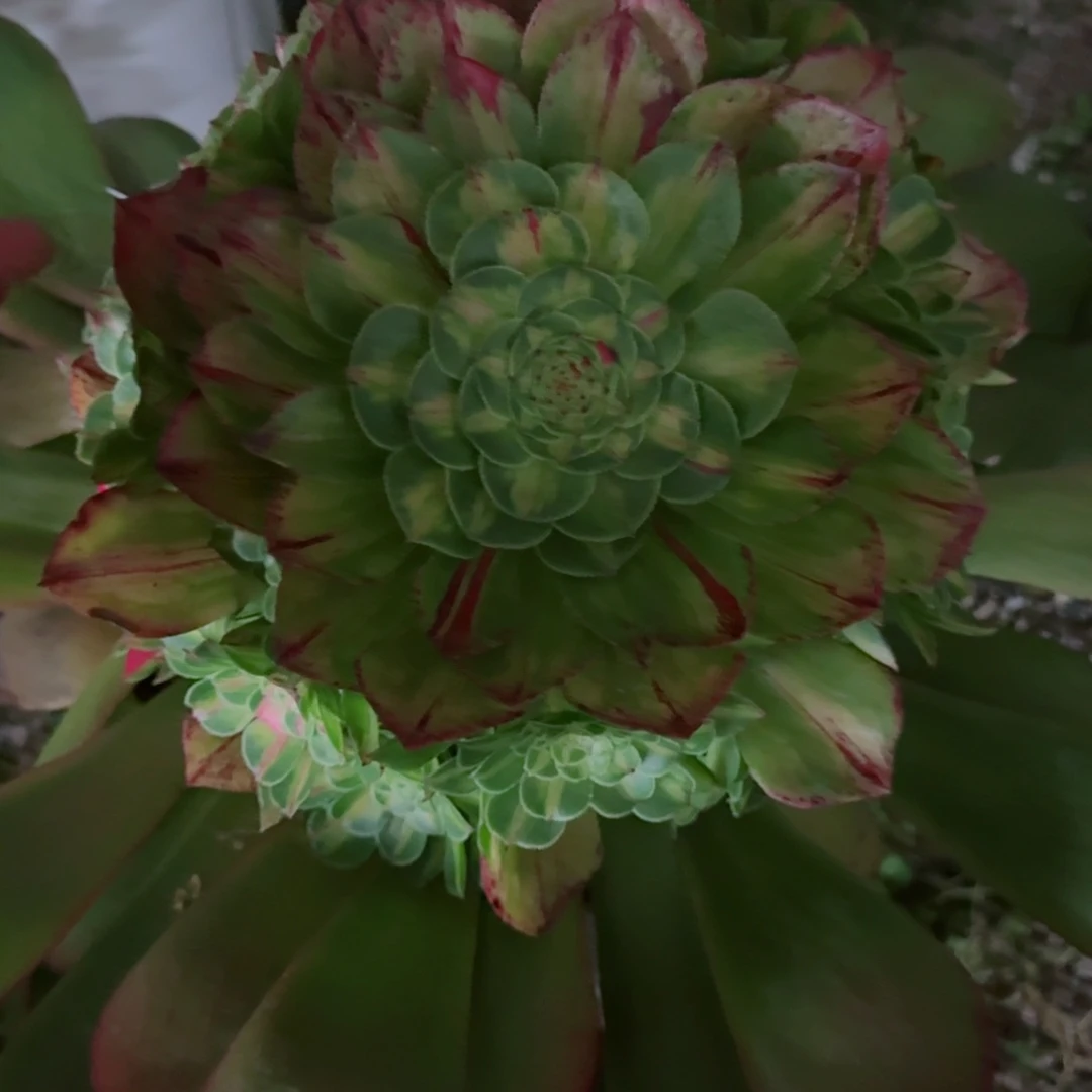 多肉植物发货发货